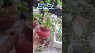 आजकल इस plantलगाने का trend हैtrending shorts gardening garden kuberplantscare subscribe [upl. by Granoff]