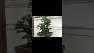 phyllanthusreticulatuspoirpunningservicekothawgyibonsai [upl. by Akenahs998]