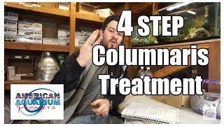 How to 4 Steps Columnaris Treatment Fish Bacterial Infection [upl. by Naleag]