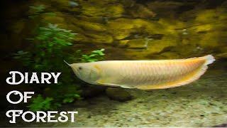 Albino Arowana Fish Tank [upl. by Neyr488]