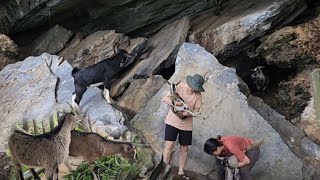 take care of the vegetable garden and build a simple barn catch mountain goats to raise [upl. by Yliab]