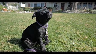 Lily The Staffordshire Bull Terrier Puppy [upl. by Moersch641]