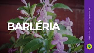 Barléria uma planta de fácil cultivo e adaptação [upl. by Gerk]