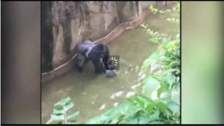 Toddler falls into gorilla cage at Cincinnati Zoo [upl. by Oelgnaed]