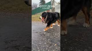 bernesedog puppy bernerlove bmd bernerlovers barvommatterhorn berner cute [upl. by Mersey444]