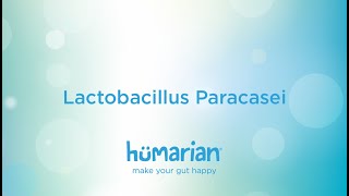 Lactobacillus Paracasei [upl. by Tteirrah]