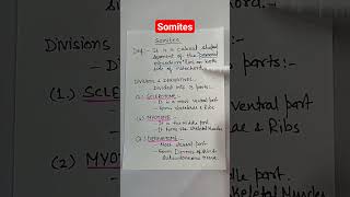 Somites and its derivatives  Embryology [upl. by Nay]