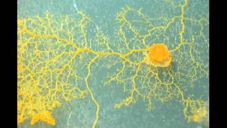 Slime mould on agar [upl. by Snoddy528]