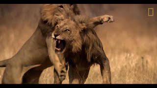 Tres leones se enfrentan a un macho que invade su territorio  National Geographic España [upl. by Nazus330]