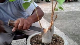 How to make bonsai a peepal tree update With English subtitle [upl. by Ecirahc]