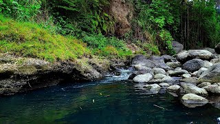 Natural Stream of Flowing Water Healing Sounds for Positive Energy Calming Water [upl. by Ahsoet]