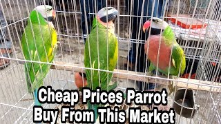 Buy Parrots Very Cheap Price  Tongi Bird Market [upl. by Tra64]