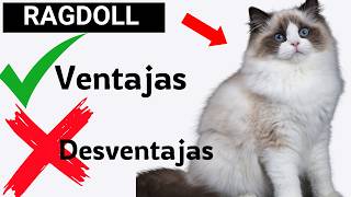 EL GATO RAGDOLL  Todo sobre este gato excepcional Ventajas y Desventajas [upl. by Syla]