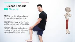 Biceps Femoris  Muscle Anatomy  Joetherapy [upl. by Yenahs]