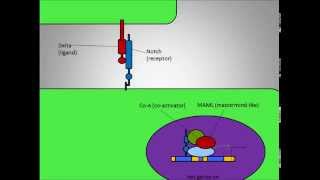 DeltaNotch Signaling Pathway in Neurogenesis [upl. by Egag]