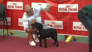 Concurso del Staffordshire Bullterrier de Canarias [upl. by Marala722]