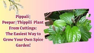 Pippali  Peepar  Thippili Plant From Cuttings The Easiest Way to Grow Your Own Spice Garden [upl. by Eardnoed104]