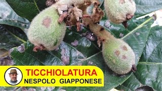 TICCHIOLATURA NESPOLO GIAPPONESE [upl. by Lerud]