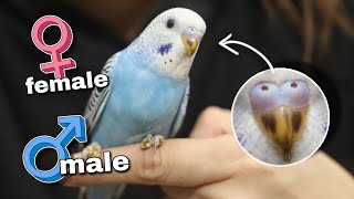 How to Identify the Age and Gender of Your Budgie [upl. by Dari932]