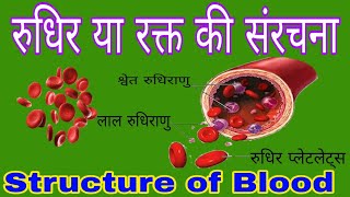 रुधिर या रक्त की संरचना  लाल रुधिराणु श्वेत रुधिराणु तथा रुधिर प्लेटलेट्स  Structure of Blood [upl. by Arda116]