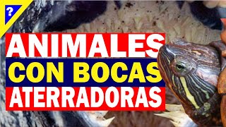 quotSabías que Estos Son los 5 Animales con las Bocas Más Aterradoras del Mundoquot [upl. by Ylrehc464]