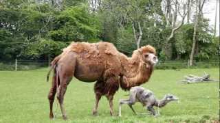 Manor House  Birth of a Baby Camel MHWP Tenby Pembrokeshire Wales May 23rd 2012 [upl. by Melburn]