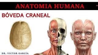 Bóveda Craneal  Anatomía Humana en Odontología [upl. by Clemmie]