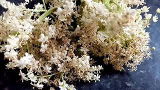 ELDERFLOWER CHAMPAGNE easy recipe [upl. by Rhodie]