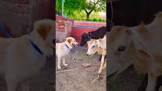 मेरे डॉग को क्यों सब ने भगाया😭funnydogs shorts [upl. by Saraiya605]