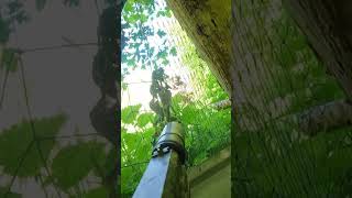 Surviving an Enemy Ambush in the Wild [upl. by Kieran]