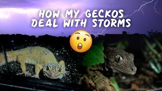 GECKOS EXPERIENCE MASSIVE THUNDER amp LIGHTNING STORM ⚡😨 [upl. by Abbie]