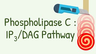 Phospholipase C  IP3 DAG Pathway  Gq protein pathway [upl. by Assirahs]