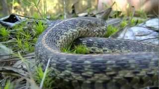 Eastern Garter Snake [upl. by Avram]