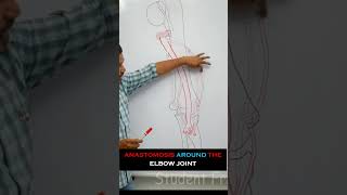 Anastomosis around the elbow joint  full lecture in description anatomy medical mbbs medicine [upl. by Irrep]