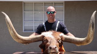 HOW TO CLEAN A LONG HORN SKULL [upl. by Archibald]