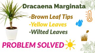 Dracaena Marginata Brown Leaf Tips Yellow leaves amp Wilted leaves Solutions dracaena [upl. by Graig498]