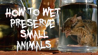 How to Wet Preserve Small Animals [upl. by Nolaj]