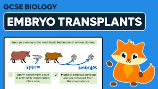 Embryo Transplants  GCSE Biology [upl. by Sexton]