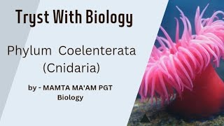 Phylum Coelenterata Cnidaria by  Mamta maam Class  11th chapter  4 [upl. by Nicholas]