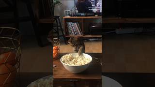 Never Seen a Cat Eat Popcorn 🍿 [upl. by Kirstin]