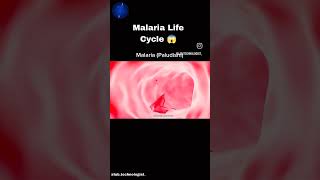 malaria life cycle studymedicalstudent likesharesubscribe 👈 [upl. by Kelsi]