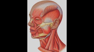 The Muscles of Head amp Neck Part 1 شرح تشريح ال  muscles of mastication and suboccipital muscles [upl. by Erot752]