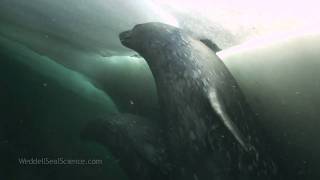 Weddell Seals Underwater [upl. by Avram]