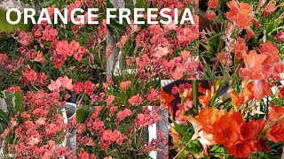 Beautiful Flame Freesia Flowering and How to save Freesia Bulbs for Next Year All Care  In Nepali [upl. by Aneled]