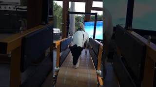 Patterdale training on Firepaw Dog Treadmill [upl. by Kaule210]