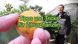 Zitrus Zitrone Mandarine Orange aussäen und pflegen  Heinrich Beltz verrät Tipps und Tricks [upl. by Krawczyk]