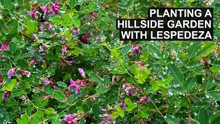 A Creative Plant for Your Hillside Garden  Lespedeza [upl. by Lahey]