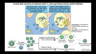 المناعة مراحل تطور خلايا B cells المناعية  Immunology B cell development [upl. by Ayotnom300]