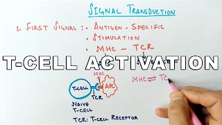 Mechanism of TCELL ACTIVATION [upl. by Araes]