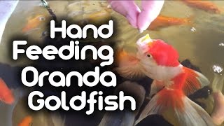 Hand Feeding my Oranda Goldfish [upl. by Karlie]